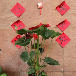 Cây Hồng môn đỏ – Sắc đỏ may mắn, Khởi đầu thịnh vượng