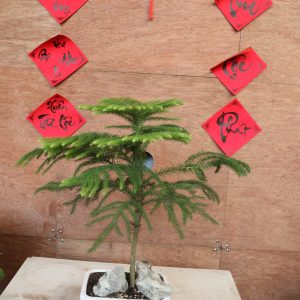 Alternative view of Cây tùng