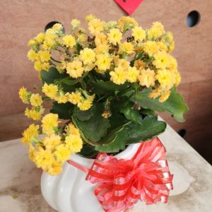 Cây Sống Đời – Sức Sống Mãnh Liệt, Gắn Kết Yêu Thương