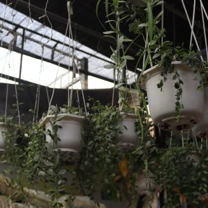 Alternative view of Cúc Cali – Sắc Màu Rực Rỡ, Niềm Vui Bình Dị