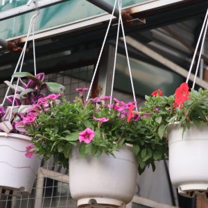 Cúc Cali – Sắc Màu Rực Rỡ, Niềm Vui Bình Dị